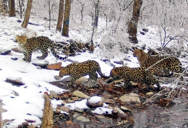 
                            
                                                        Теперь в Китае. Многодетная семья леопардов из Приморья сменила прописку
                        